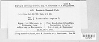 Ramularia didyma image